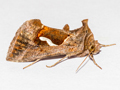 Dewick's Plusia